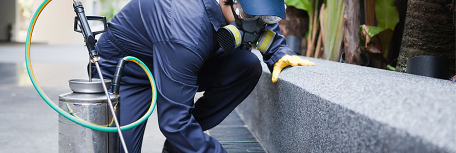 Como-criar-site-de-dedetização