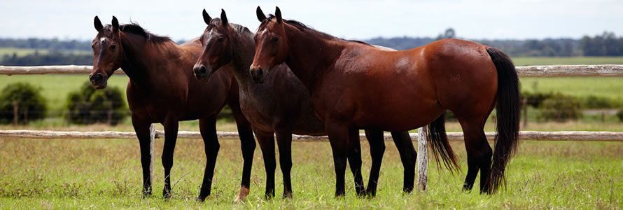Como criar site de haras Fácil de Editar em 2025 criar site de haras três cavalos na foto.